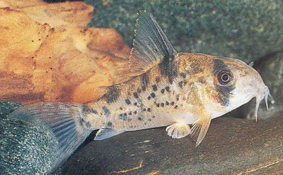 Corydoras sp. C90